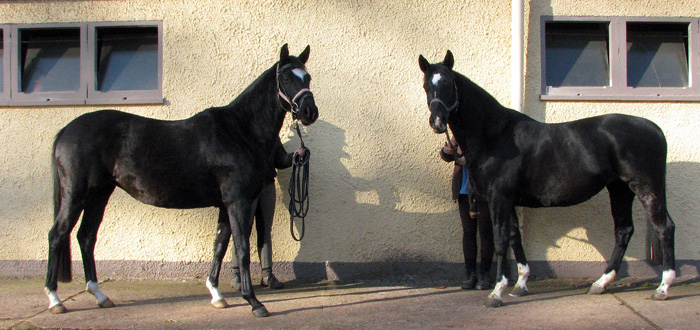 Schwalbensiegel von Kostolany u.d. Pr.,StPr. u. Elitestute Schwalbenspiel v. Exclusiv - Foto: Melanie Weseloh - Zchter : Trakehner Gestt Hmelschenburg