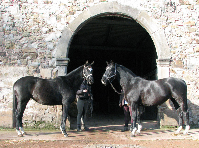 Schwalbensiegel von Kostolany u.d. Pr.,StPr. u. Elitestute Schwalbenspiel v. Exclusiv - Foto: Melanie Weseloh - Zchter : Trakehner Gestt Hmelschenburg