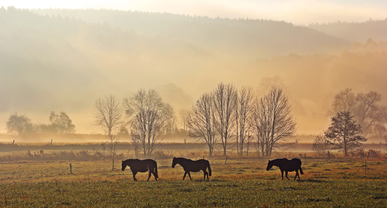Die Stutenherde des Gestt Hmelschenburg am 20. November 2012, Foto: Rolf Sander, Trakehner Gestt Hmelschenburg - Beate Langels
