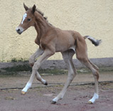 Our foals from the year 2011