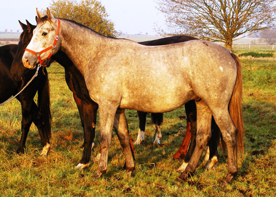 Trakehner Hengst von Leonidas - Encrico Caruso (2 Jahr alt) - Trakehner Gestt Hmelschenburg Beate Langels