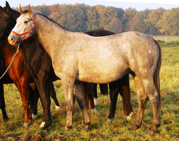 Trakehner Hengst von Leonidas - Encrico Caruso (2 Jahr alt) - Trakehner Gestt Hmelschenburg Beate Langels