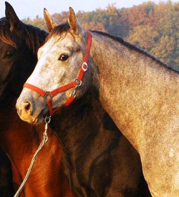 Trakehner Hengst von Leonidas - Encrico Caruso (2 Jahr alt) - Trakehner Gestt Hmelschenburg Beate Langels