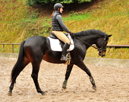 Sir Kosto - Trakehner Hengst von Kostolany u.d. Schwalbenfeder v. Summertime - Foto: Beate Langels