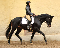 Sir Kosto - Trakehner Hengst von Kostolany u.d. Schwalbenfeder v. Summertime - Foto: Beate Langels