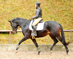 Sir Kosto - Trakehner Hengst von Kostolany u.d. Schwalbenfeder v. Summertime - Foto: Beate Langels