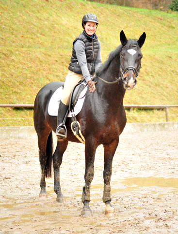 Sir Kosto - Trakehner Hengst von Kostolany u.d. Schwalbenfeder v. Summertime - Foto: Beate Langels