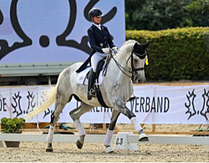 Trakehner Hengst Hopkins von Hofra