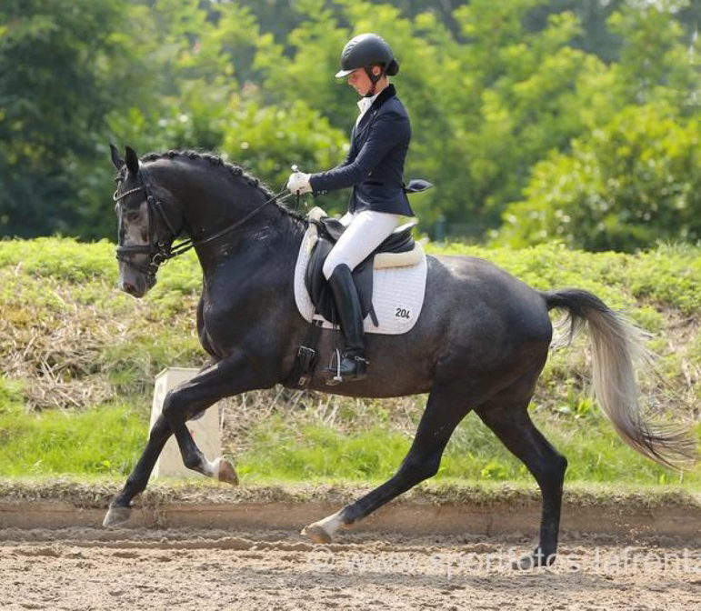 Trakehner Hengst Hopkins von Hofrat