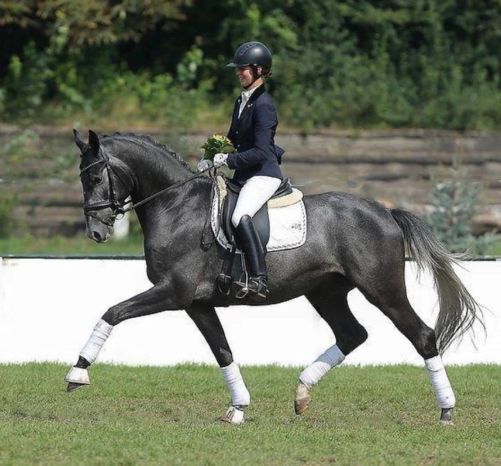 Trakehner Hengst Hopkins von Hofrat