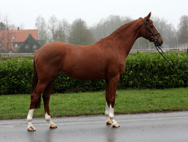 Kavalou v. Shavalou u.d. Elitestute Kalmar v. Exclusiv - Trakehner Gestt Hmelschenburg - Foto: P. Weston