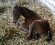 Hengstfohlen von Summertime - Cadeau - Spirding