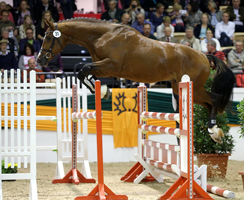 Trakehner Hengst High Motion von Saint Cyr x Summertime, Foto: Jutta Bauernschmitt - Gestt Hmelschenburg