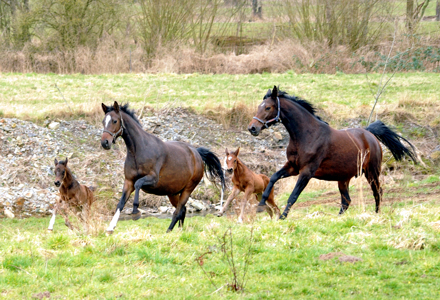 Trakehner Gestt Hmelschenburg - Beate Langels