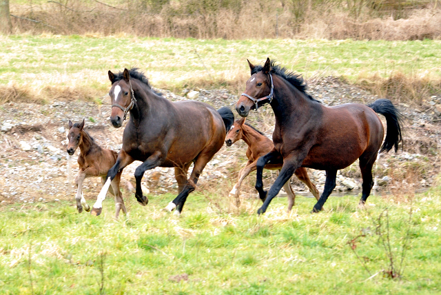 Trakehner Gestt Hmelschenburg - Beate Langels