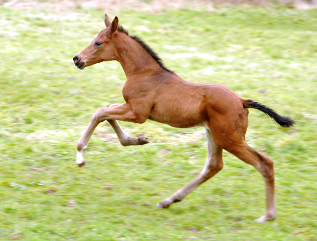 Hengstfohlen von High Motion x Imperio - Trakehner Gestt Hmelschenburg - Beate Langels