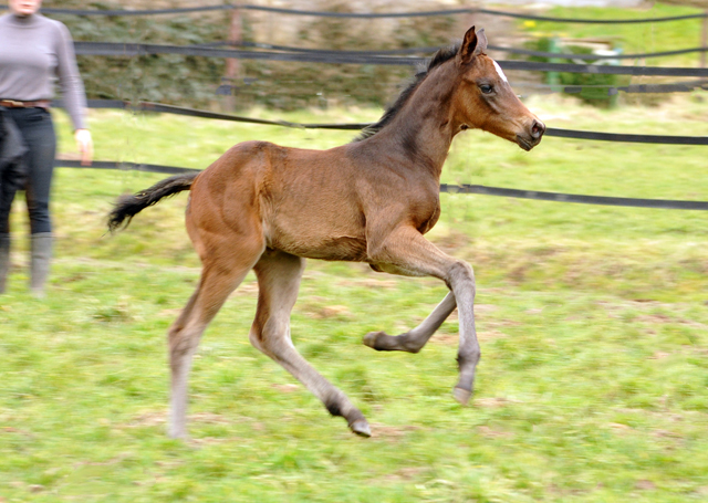 Stutfohlen von High Motion x Showmaster - Trakehner Gestt Hmelschenburg - Beate Langels
