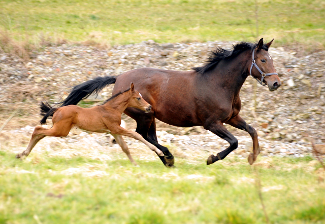 Trakehner Gestt Hmelschenburg - Beate Langels