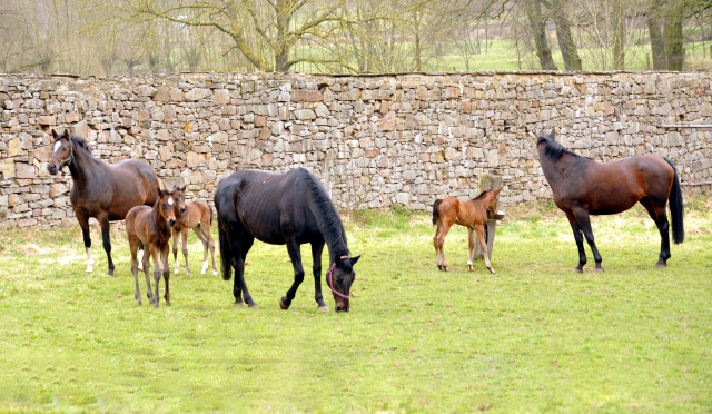 Trakehner Gestt Hmelschenburg - Beate Langels
