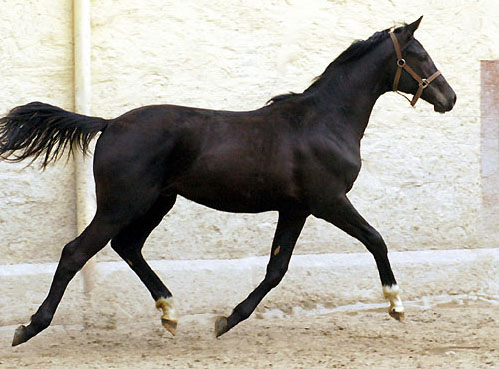 Trakehner Jhrlingshengst von Alter Fritz u.d. Pr.St. Esther v. Kostolany, Foto: Beate Langels