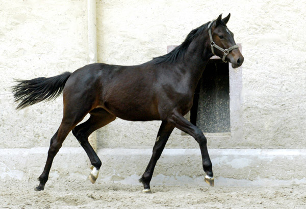 Sir Moon v. Symont - Alter Fritz - Trakehner Gestt Hmelschenburg, Foto: Beate Langels