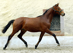 Trakehner Jhrlingshengst von Exclusiv u.d. Schwalbenfee v. Freudenfest, Foto: Beate Langels, Gestt Hmelschenburg