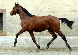 Trakehner Jhrlingshengst von Exclusiv u.d. Schwalbenfee v. Freudenfest, Foto: Beate Langels, Gestt Hmelschenburg