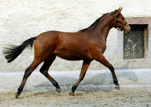 Trakehner Jhrlingshengst von Exclusiv u.d. Schwalbenfee v. Freudenfest, Foto: Beate Langels, Gestt Hmelschenburg