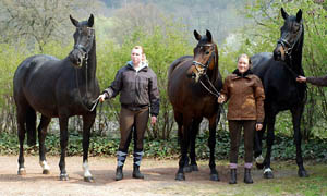 vicenza's Tchter: Pr.u. St.Pr.St. Vittoria v. Exclusiv, Pr.St. Verouschka v. Perechlest und die 3jhrige Vitalia v. Exclusiv - im April 2010, Foto: Beate Langels, Trakehner Gestt Hmelschenburg