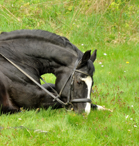 Alter Fritz v. Chardonnay und Pia - Foto: Beate Langels