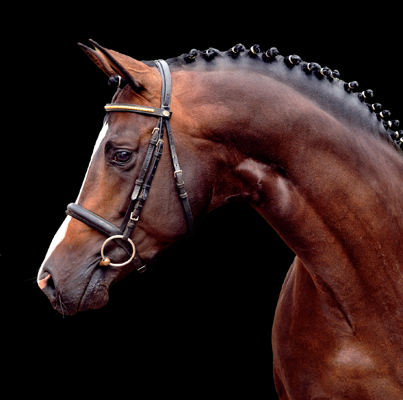 Trakehner Premium Stallion Saint Cyr by Kostolany, Breeder: Trakehner Gestt Hmelschenburg