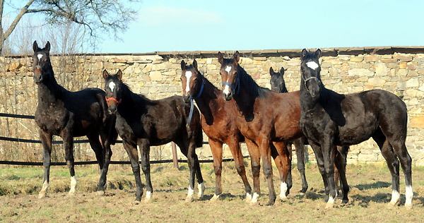 Trakehner Gestt Hmelschenburg - Foto: Beate Langels