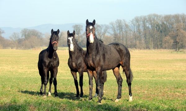 Zweijhrige Hengste im Feburar 2011 auf der Weldweide - Trakehner Gestt Hmelschenburg - Foto: Beate Langels