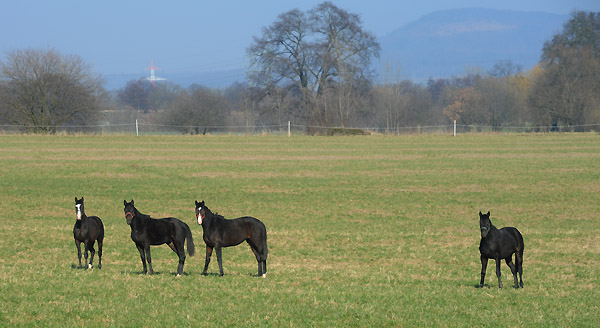 Zweijhrige Hengste im Feburar 2011 auf der Weldweide - Trakehner Gestt Hmelschenburg - Foto: Beate Langels