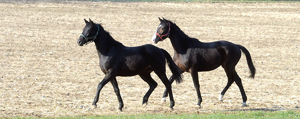 Zweijhrige Hengste im Feburar 2011 auf der Weldweide - Trakehner Gestt Hmelschenburg - Foto: Beate Langels