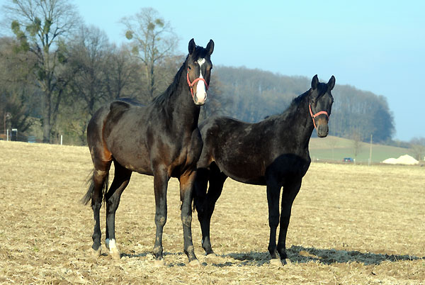 Zweijhrige Hengste im Feburar 2011 auf der Weldweide - Trakehner Gestt Hmelschenburg - Foto: Beate Langels