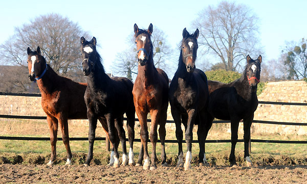 Trakehner Gestt Hmelschenburg - Foto: Beate Langels