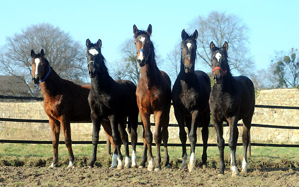Trakehner Gestt Hmelschenburg - Foto: Beate Langels