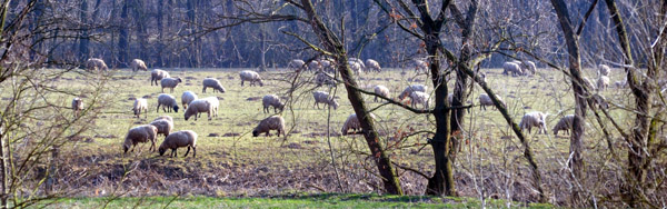 Trakehner Gestt Hmelschenburg - Foto: Beate Langels