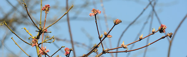 Trakehner Gestt Hmelschenburg - Foto: Beate Langels