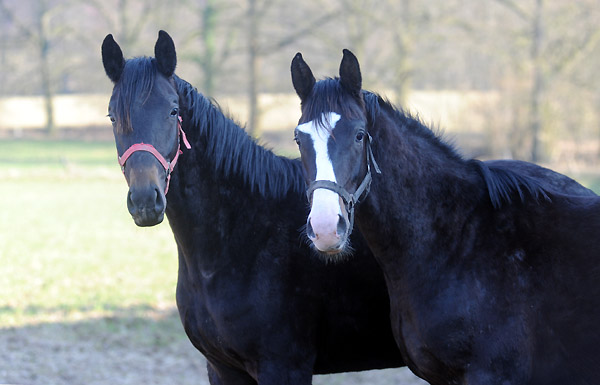 Zweijhrige Hengste im Feburar 2011 auf der Weldweide - Trakehner Gestt Hmelschenburg - Foto: Beate Langels