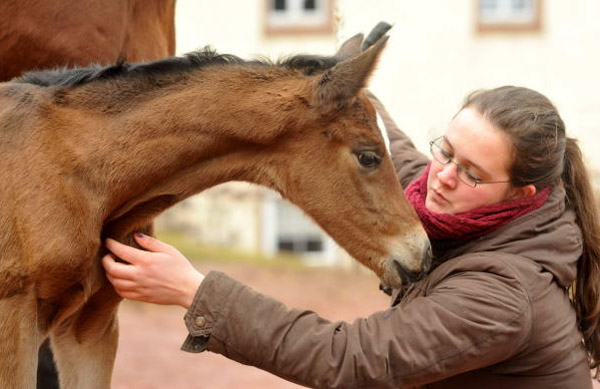 18 Stunden alt: Trakehner Stutfohlen von Saint Cyr u.d. Prmien- und Staatsprmienstute Karena v. Freudenfest - Foto: Beate Langels, Trakehner Gestt Hmelschenburg