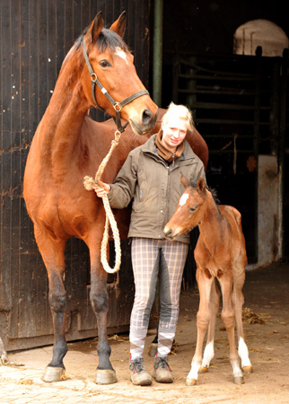 Trakehner Stutfohlen von Oliver Twist u.d. Prmien- und Staatsprmienstute Karena v. Freudenfest - Foto: Beate Langels, Trakehner Gestt Hmelschenburg