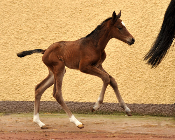 Trakehner Stutfohlen von Oliver Twist u.d. Prmien- und Staatsprmienstute Karena v. Freudenfest - Foto: Beate Langels, Trakehner Gestt Hmelschenburg