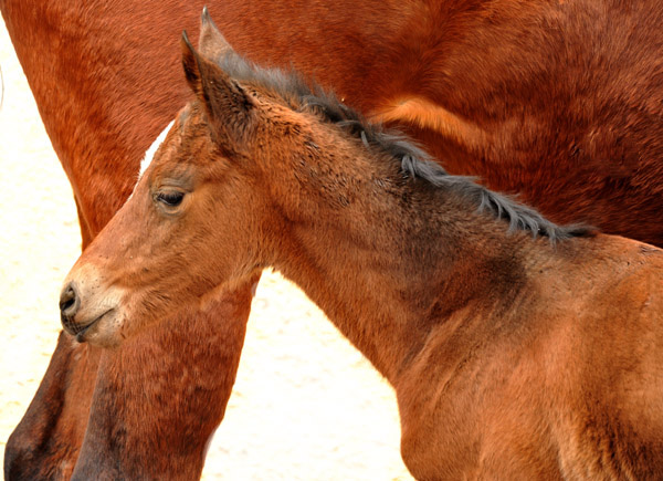 Trakehner Stutfohlen von Oliver Twist u.d. Prmien- und Staatsprmienstute Karena v. Freudenfest - Foto: Beate Langels, Trakehner Gestt Hmelschenburg