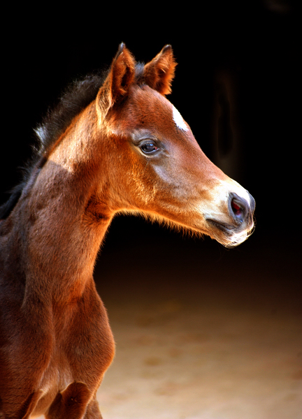 Oldenburger Stutfohlen von Sir Donnerhall I u.d. Schwalbendiva v. Totilas - 20.03.2019
 - Trakehner Gestt Hmelschenburg - Beate Langels