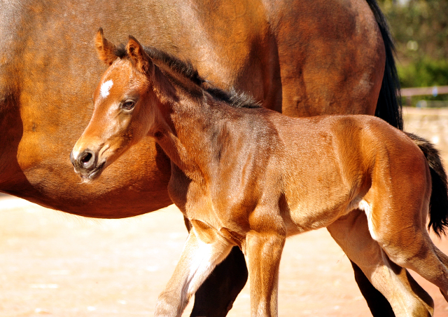 17 Stunden alt - Stutfohlen von Sir Donnerhall x Totilas - Trakehner Gestt Hmelschenburg - Foto: Beate Langels