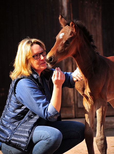 17 Stunden alt - Stutfohlen von Sir Donnerhall x Totilas - Trakehner Gestt Hmelschenburg - Foto: Beate Langels