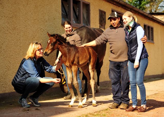 17 Stunden alt - Stutfohlen von Sir Donnerhall x Totilas - Trakehner Gestt Hmelschenburg - Foto: Beate Langels