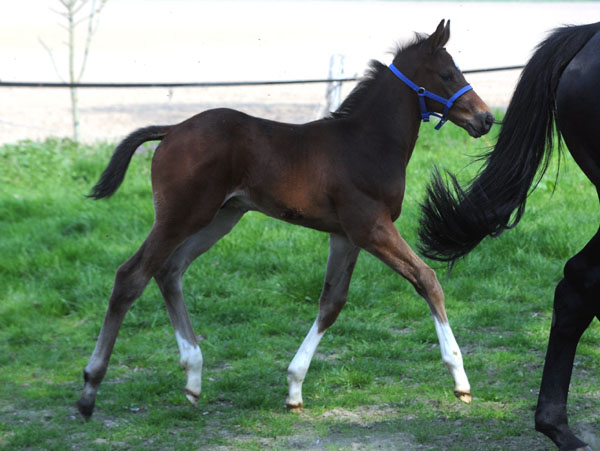 Ein Athlet: Hengstfohlen von Exclusiv u.d. Elitestute Vicenza v. Showmaster - Foto: Beate Langels - Trakehner Gestt Hmelschenburg